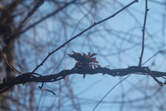 Rose rosette emaravirus