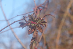 Rose rosette emaravirus