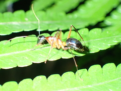 Camponotus festinus