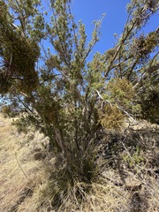 Phoradendron capitellatum