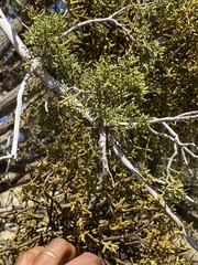 Phoradendron capitellatum