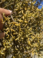 Phoradendron capitellatum