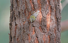 Regulus regulus teneriffae