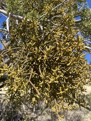 Phoradendron capitellatum