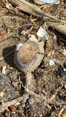 Polymesoda caroliniana