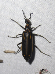 Pyrota insulata