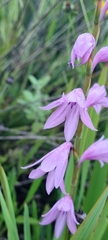 Watsonia strubeniae