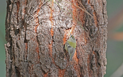 Regulus regulus teneriffae