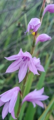Watsonia strubeniae