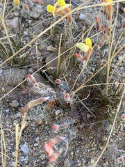 Acmispon neomexicanus