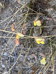 Acmispon neomexicanus