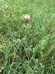 Trifolium vesiculosum