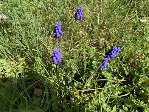 Muscari armeniacum