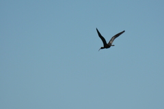 Plegadis falcinellus