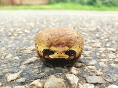 Breviceps mossambicus