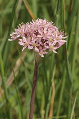 Allium nigrum
