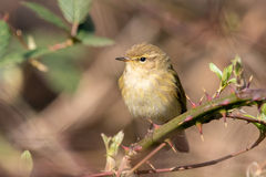Phylloscopus collybita