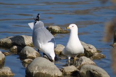 Larus delawarensis