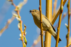 Phylloscopus collybita