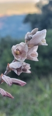 Gladiolus densiflorus