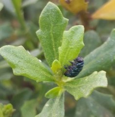 Trirhabda flavolimbata