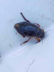 Dytiscus marginalis