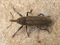 Lixus punctiventris
