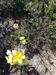 Erysimum franciscanum