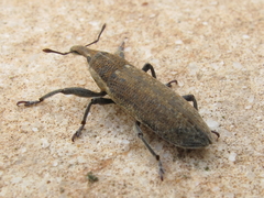 Lixus punctiventris