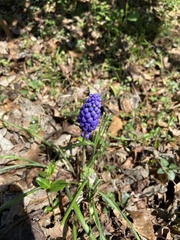 Muscari neglectum