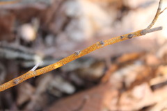 Aurantioporthe corni