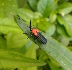 Chalepus cincticollis