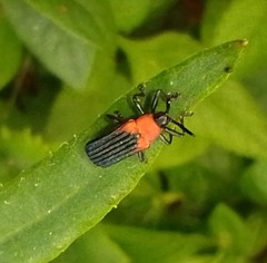 Chalepus cincticollis