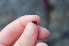 Planorbula armigera
