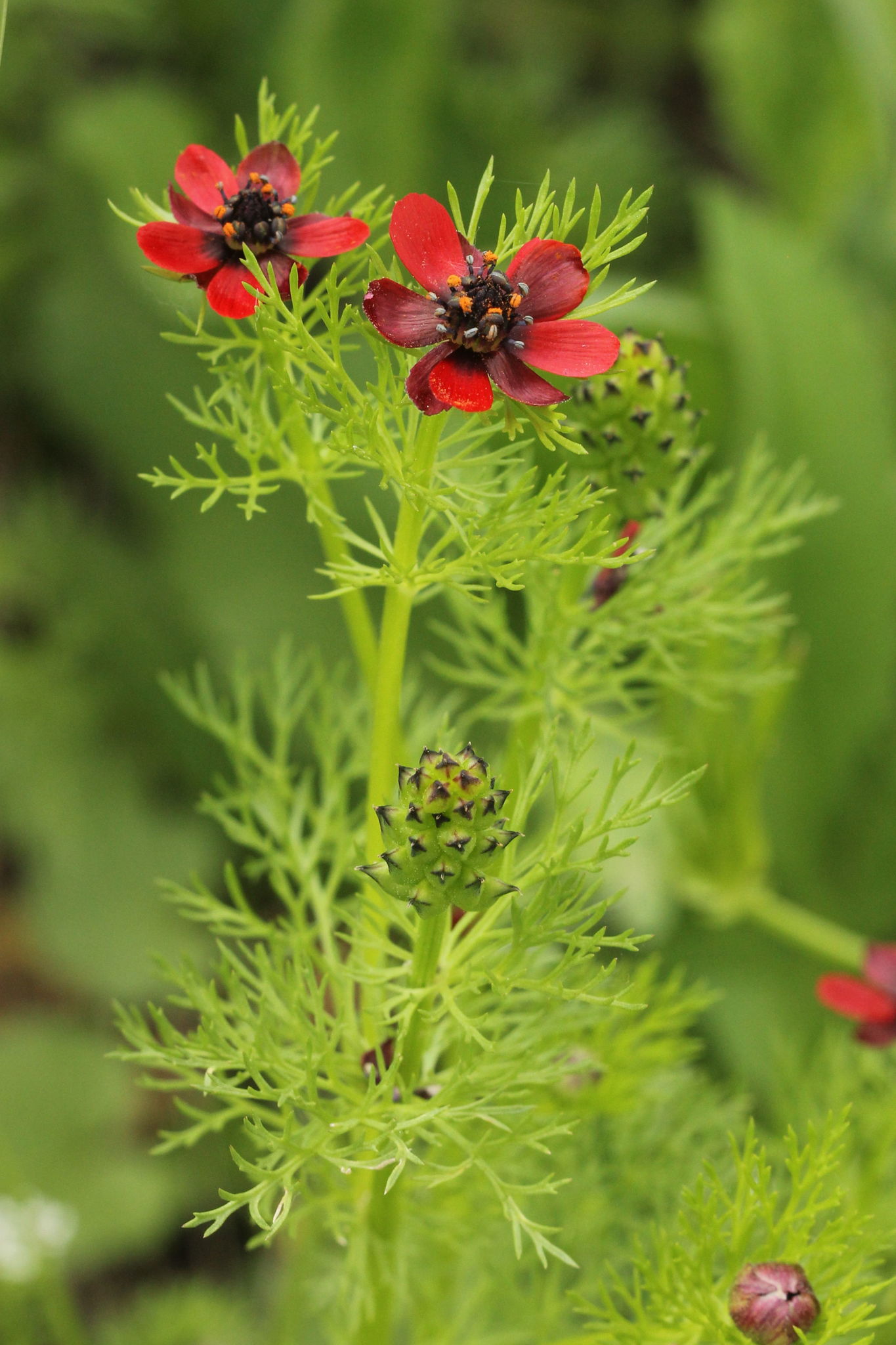 Adonis annua