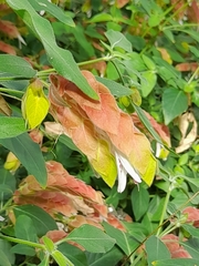 Justicia brandegeeana