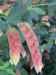 Justicia brandegeeana