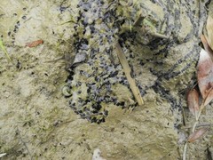 Bufotes viridis balearicus