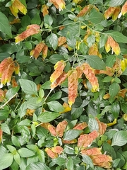 Justicia brandegeeana