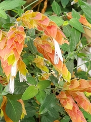 Justicia brandegeeana