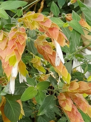 Justicia brandegeeana