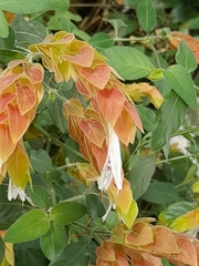 Justicia brandegeeana