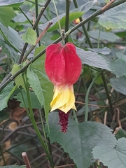 Callianthe megapotamica