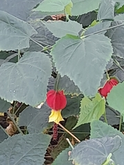 Callianthe megapotamica