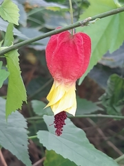 Callianthe megapotamica