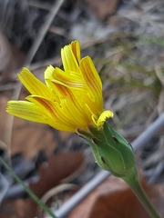 Takhtajaniantha austriaca