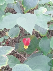 Callianthe megapotamica