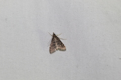 Steniodes declivalis