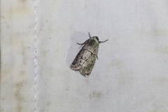 Sympistis sectiloides