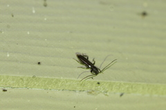 Geropa concolor